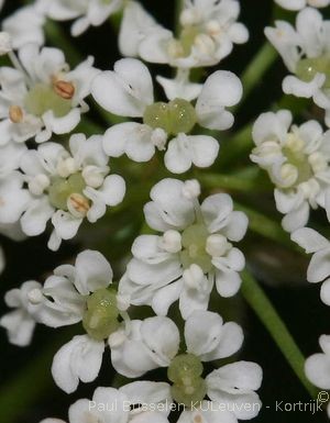 Chaerophyllum temulum L.