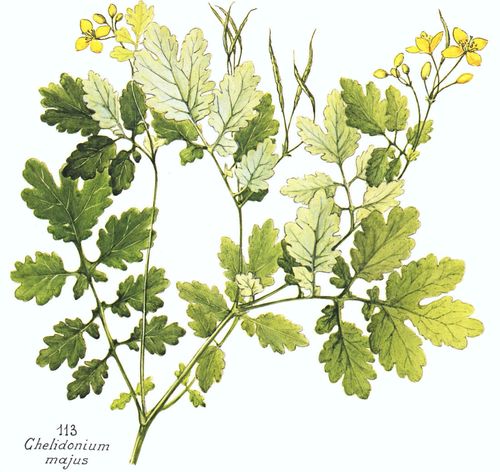 Chelidonium majus L. subsp. majus
