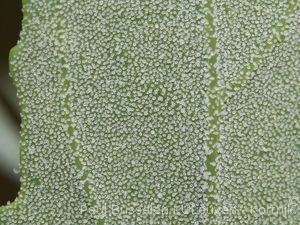 Chenopodium album L., 1753