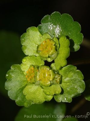 Chrysosplenium alternifolium L.