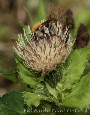 Cirsium oleraceum (L.) Scop.