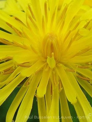 Crepis biennis L.