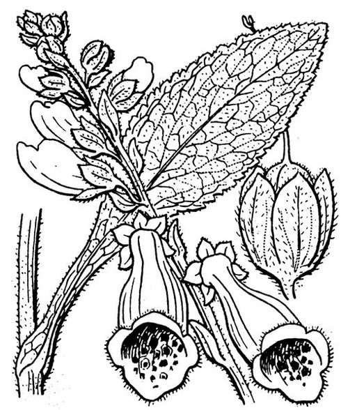 Digitalis purpurea L.