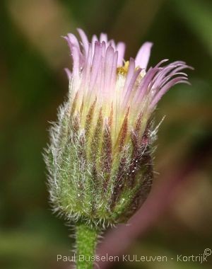 Erigeron acris L. subsp. acris