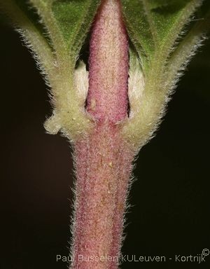 Eupatorium cannabinum L.