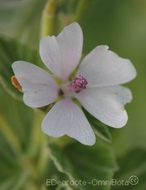 Althaea officinalis L.