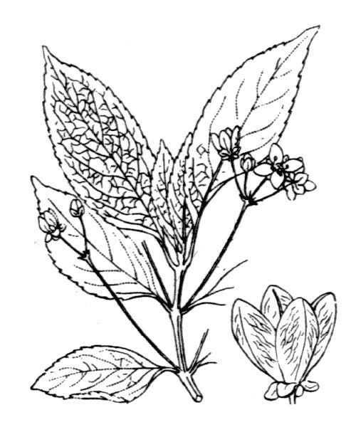 Euonymus europaeus L.