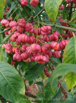 Euonymus europaeus L.