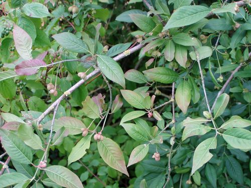 Euonymus europaeus L.