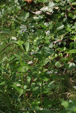 Fagopyrum esculentum Moench