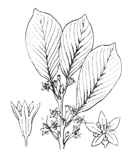 Frangula alnus Mill.