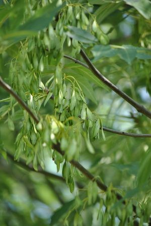 Fraxinus excelsior L.