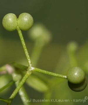 Galium palustre L.