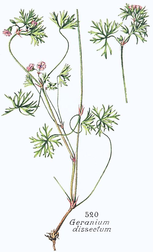 Geranium dissectum L.