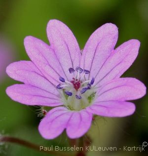 Geranium molle L.