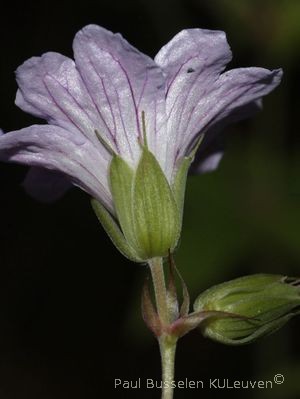 Geranium nodosum L.