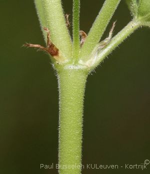 Geranium pusillum L.