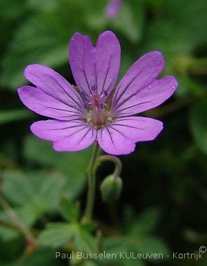 Geranium pyrenaicum Burm.f.