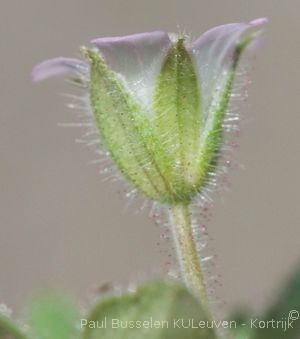 Geranium rotundifolium L.