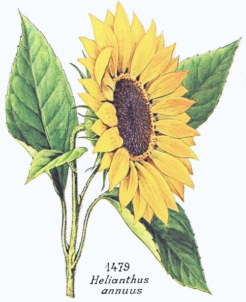 Helianthus annuus var. macrocarpus (DC.) Cockerell
