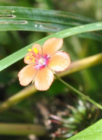 Lysimachia arvensis (L.) U.Manns & Anderb.  subsp. arvensis