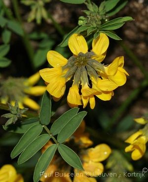 Hippocrepis comosa L.