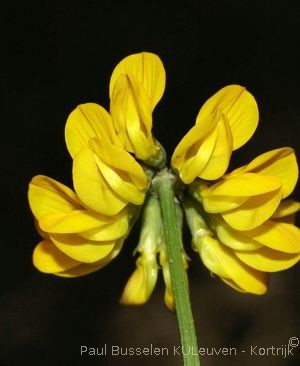 Hippocrepis comosa L.