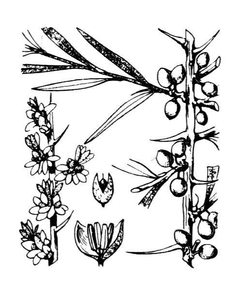 Hippophae rhamnoides subsp. rhamnoides L., 1753