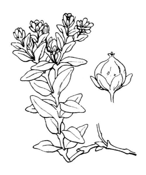 Honckenya peploides (L.) Ehrh.