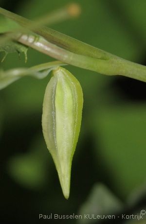 Impatiens noli-tangere L.