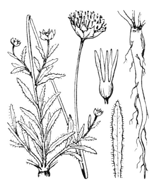 Jasione montana L.