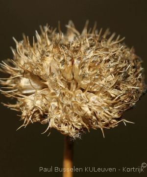 Jasione montana L.