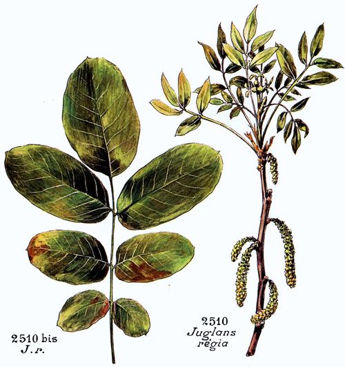 Juglans regia L.