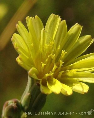 Lactuca serriola L.