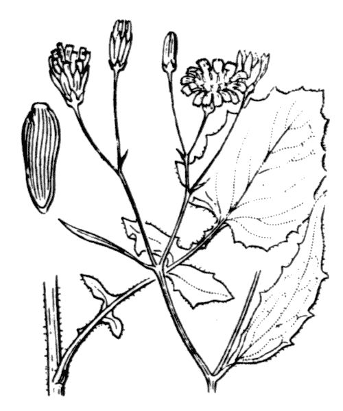 Lapsana communis L.