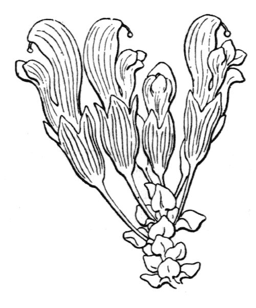 Lathraea clandestina L.