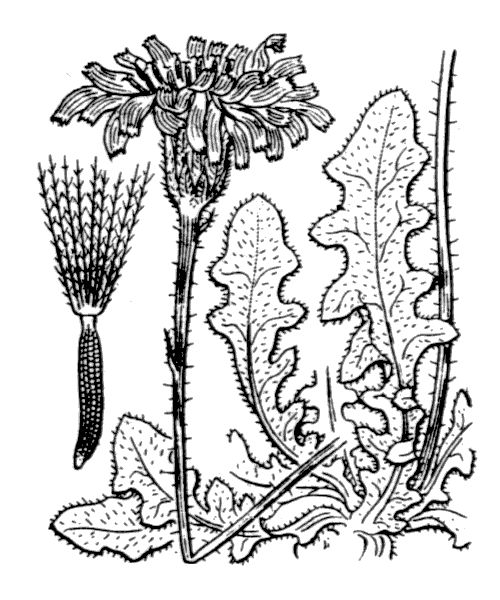 Leontodon hispidus L.