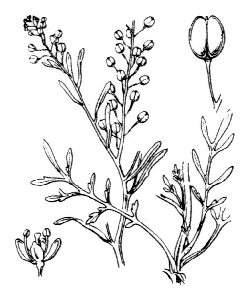 Lepidium ruderale L.