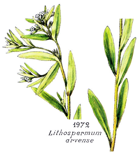 Lithospermum arvense L.