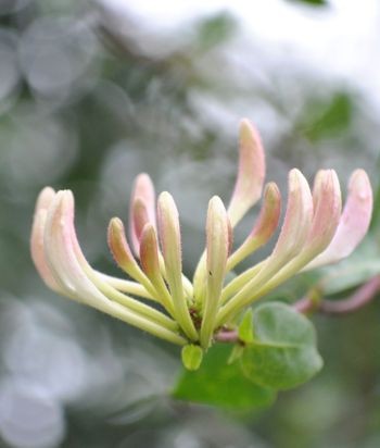 Lonicera periclymenum L.