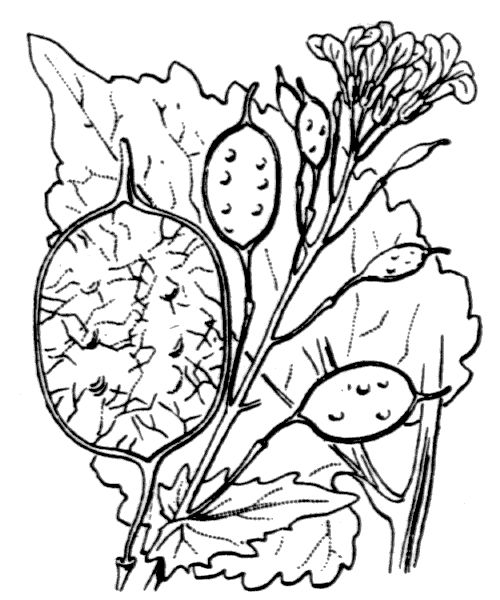 Lunaria annua L.