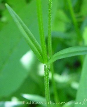 Lychnis flos-cuculi L., 1753