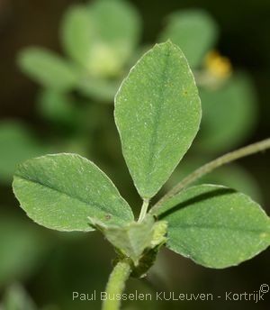 Medicago lupulina L.
