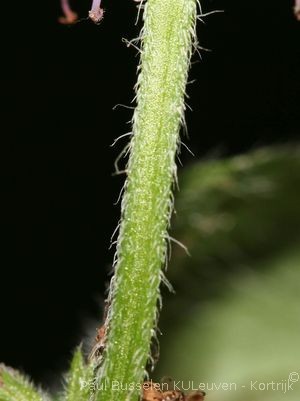 Mentha arvensis L.