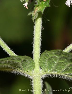 Mentha suaveolens subsp. suaveolens Ehrh., 1792