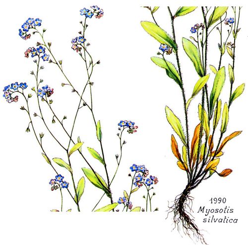 Myosotis sylvatica Hoffm.