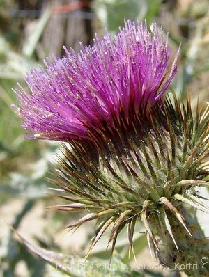 Onopordum acanthium L.
