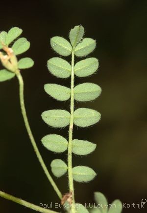 Ornithopus perpusillus L.