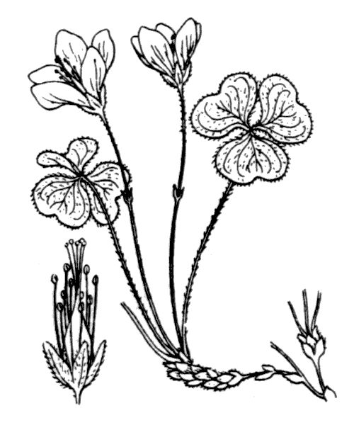 Oxalis acetosella L.