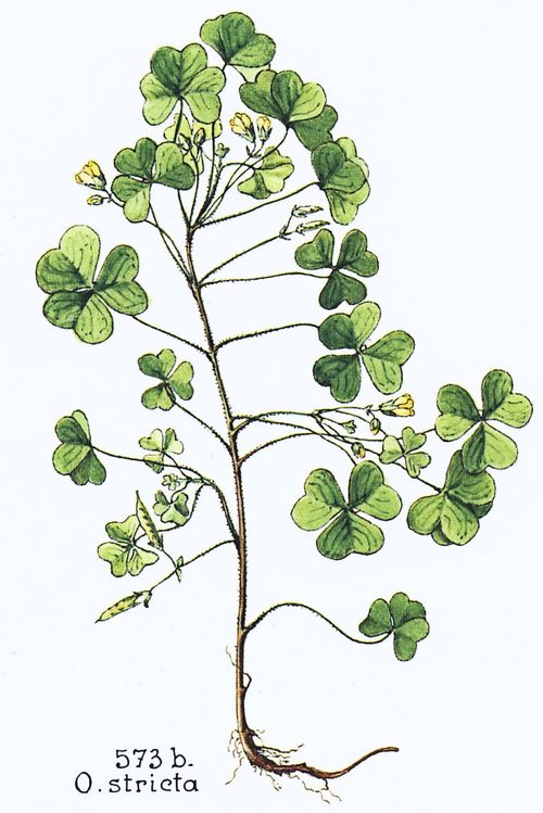 Oxalis stricta L.